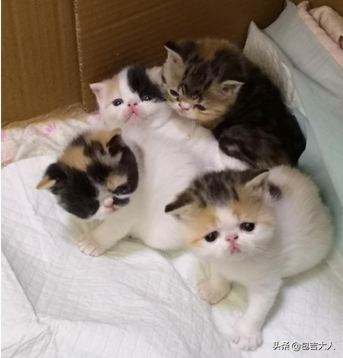 养猫经验杂谈论文摘要大全,养猫经验大分享