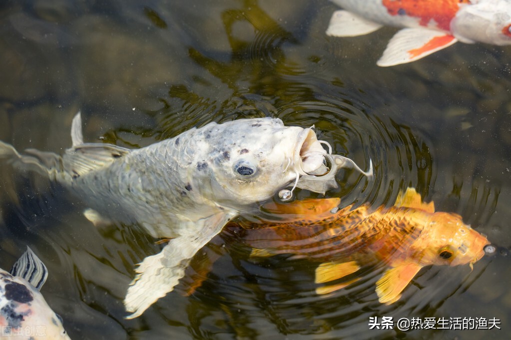 锦鲤的尾鳍上有血丝怎么回事,锦鲤尾巴血丝鱼鳍发白