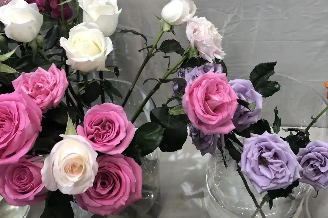 厦门藏匿着的美好,厦门是一座非常迷人的城市