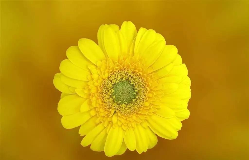 20种常见的菊科植物有哪些,哪些菊科植物好养