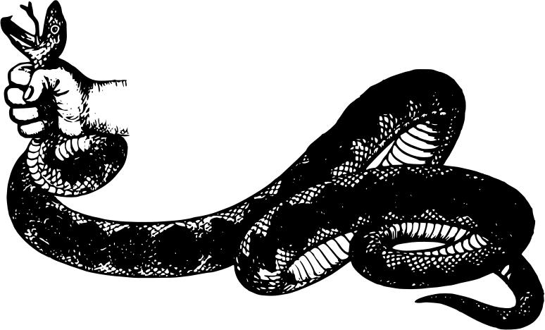 普通蛇遇到眼镜王蛇为何不逃走,哪些蛇最怕眼镜王蛇