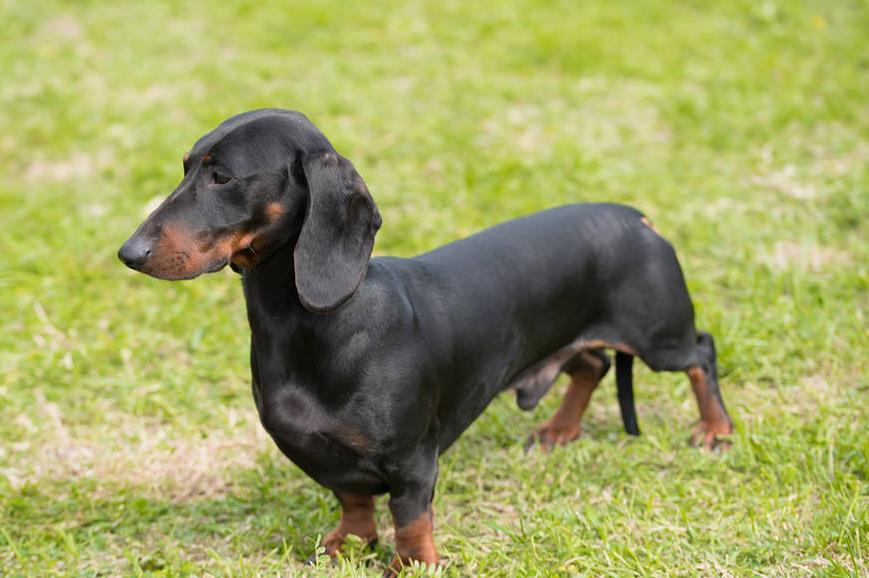 腊肠犬的优点和缺点及智商,宠物胸背腊肠犬
