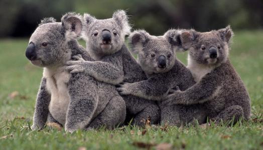 考拉能不能当宠物,如何养宠物考拉