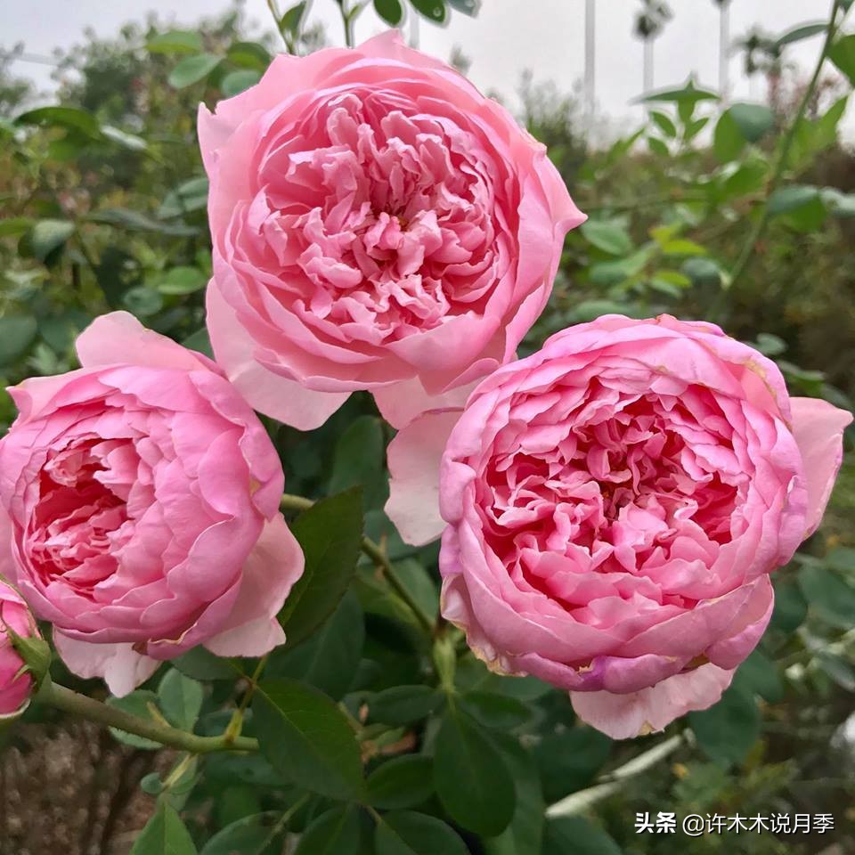 地栽月季水浇多了烂根怎么补救,藤本月季大苗烂根快速恢复方法