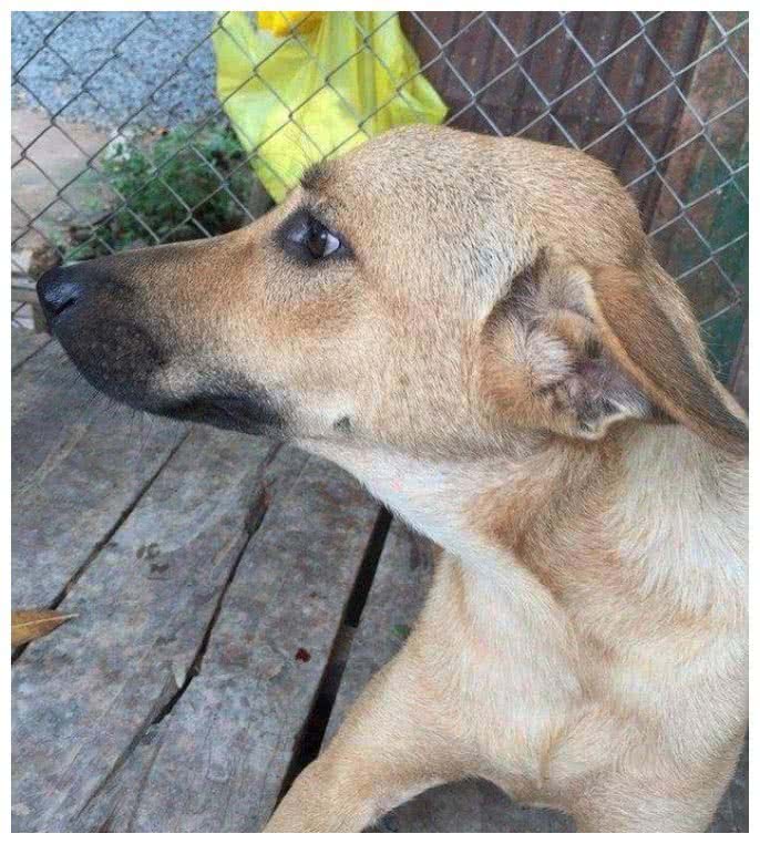 爱狗人士为什么不能让别人吃狗肉,狗肉对爱狗人的影响