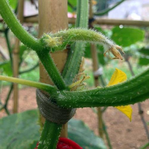 黄瓜1米高不结瓜怎么补救,黄瓜化瓜是什么原因