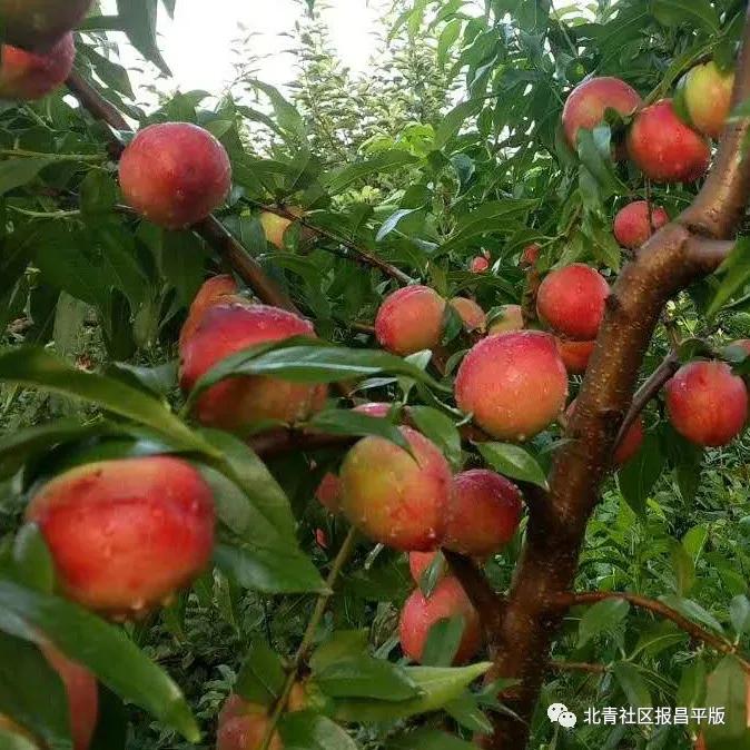又到了采摘油桃的季节,油桃采摘季来袭你准备好了吗