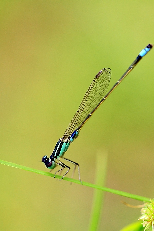 中国稀有动植物名称及分布,中国植物动物介绍