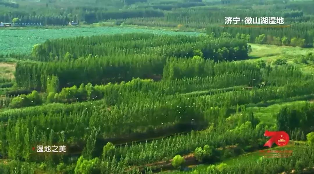 济宁任城湿地公园荷花,济宁莲花湿地