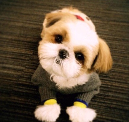 纯种狗狗的缺陷有哪些,各种品种狗狗的基因缺陷