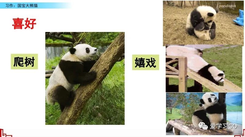 部编版三年级下册国宝大熊猫作文,三年级下作文国宝大熊猫写作指导