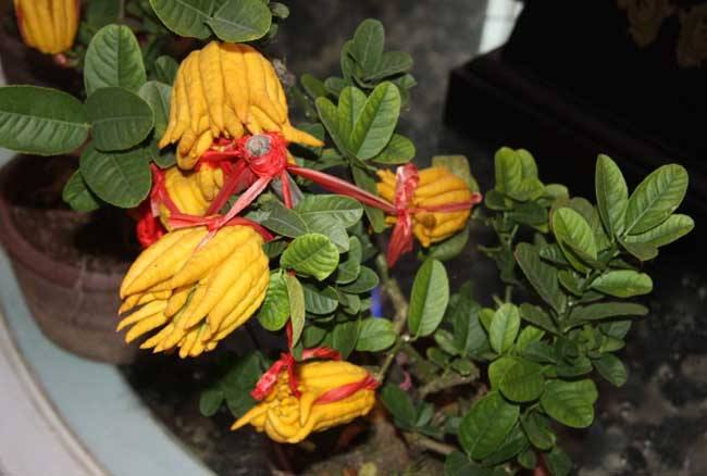 佛手树桩盆景制作教程,佛手盆栽制作方法