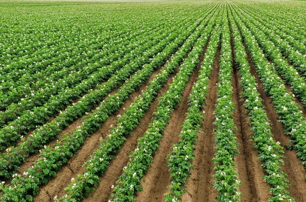 土豆很多小疙瘩是什么原因,怎么让土豆少结薯