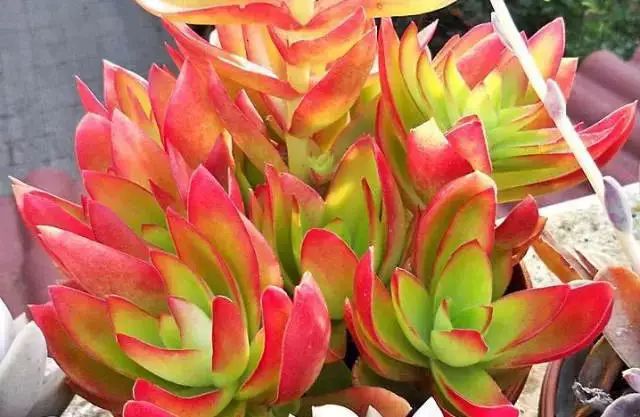 多肉早安图片大全,多肉大全100图