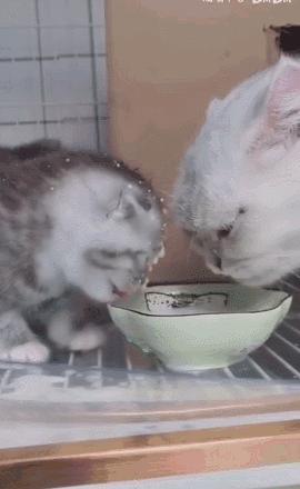 猫咪界干饭王,喵界干饭王