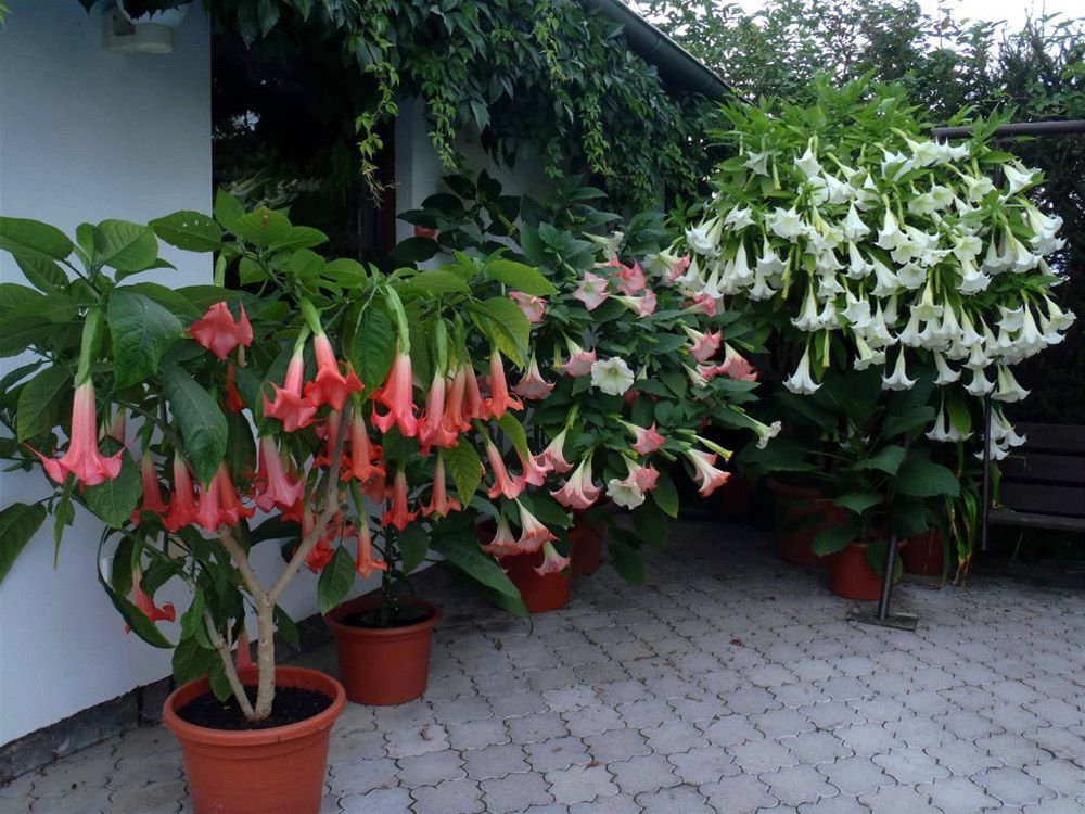 十种毒花不能养,十种大毒花家里经常养