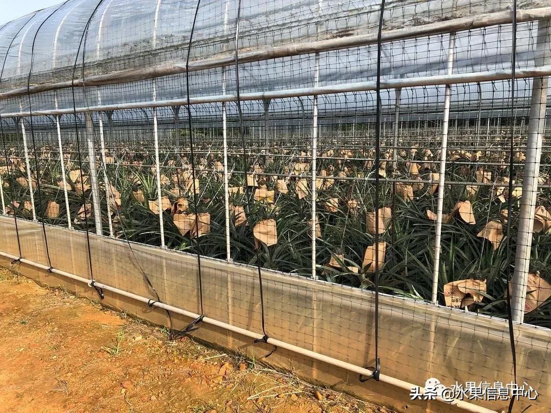 日本进口的菠萝,日本菠萝