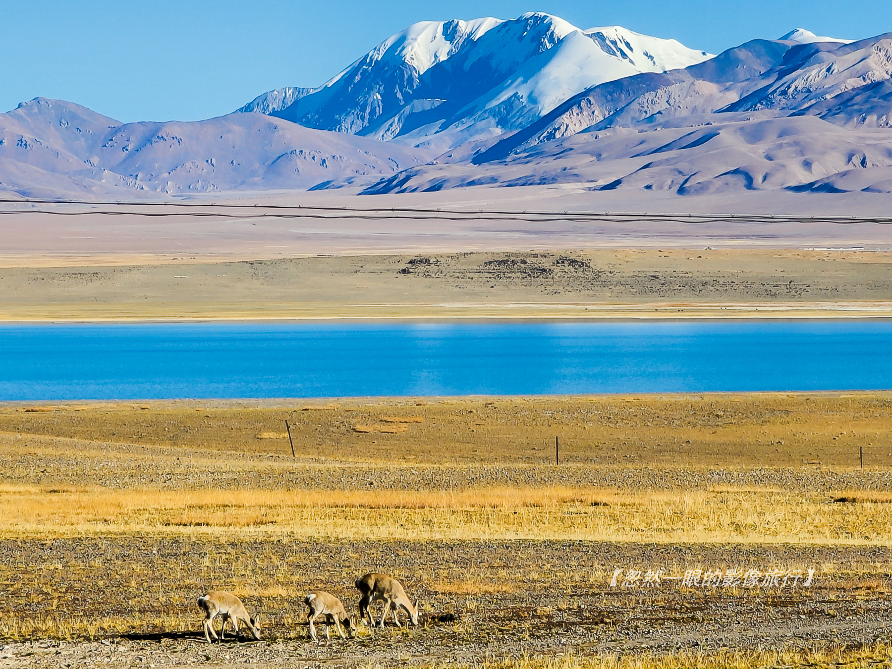 阿里无人区野狼出没,阿里无人区狐狸