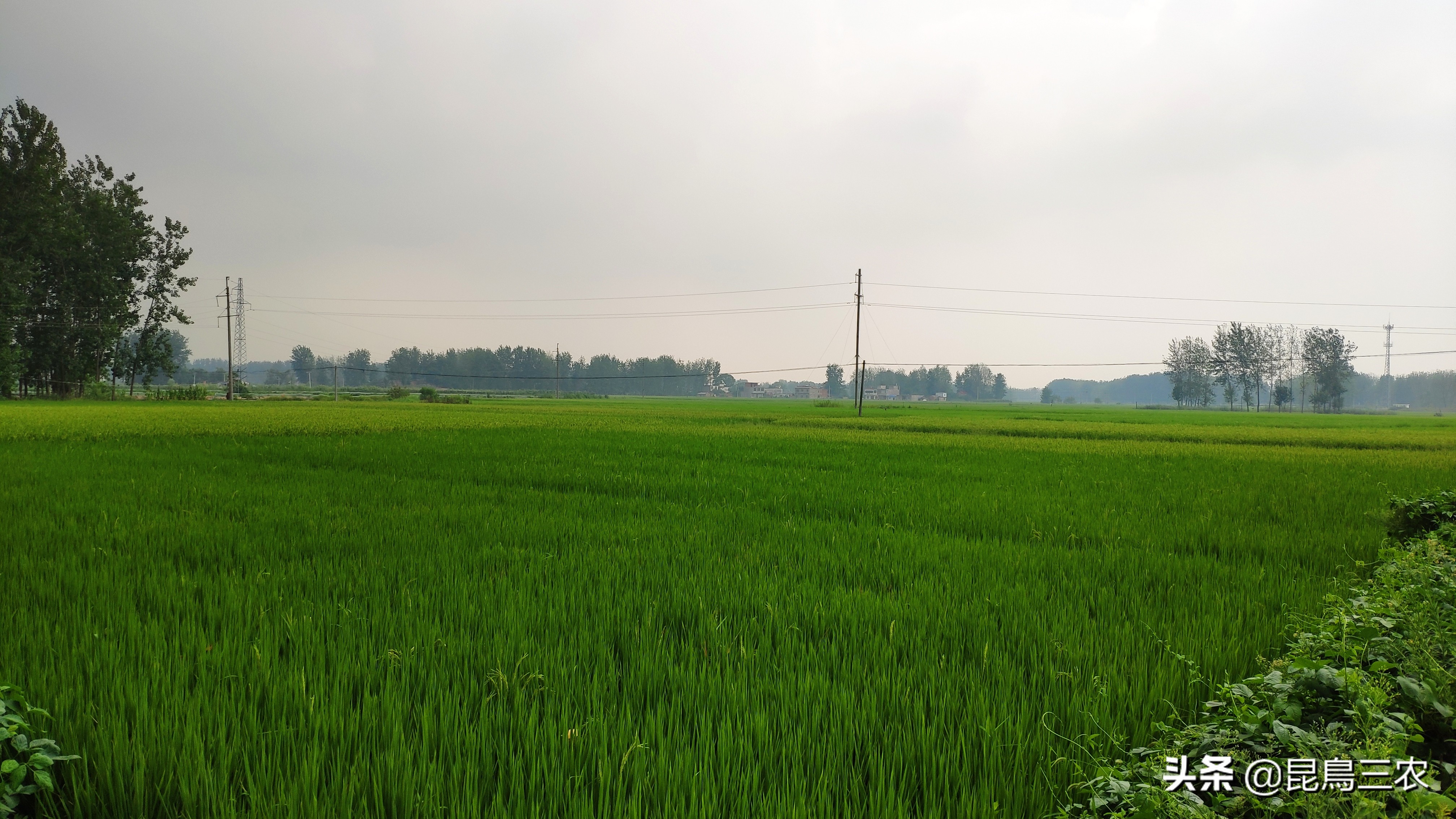 水稻长期下雨怎么管理,水稻生长困难