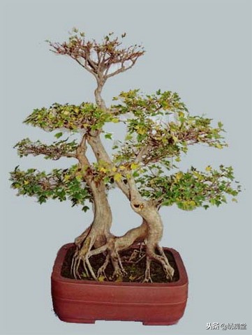 丛林式盆景欣赏,盆景欣赏及制作