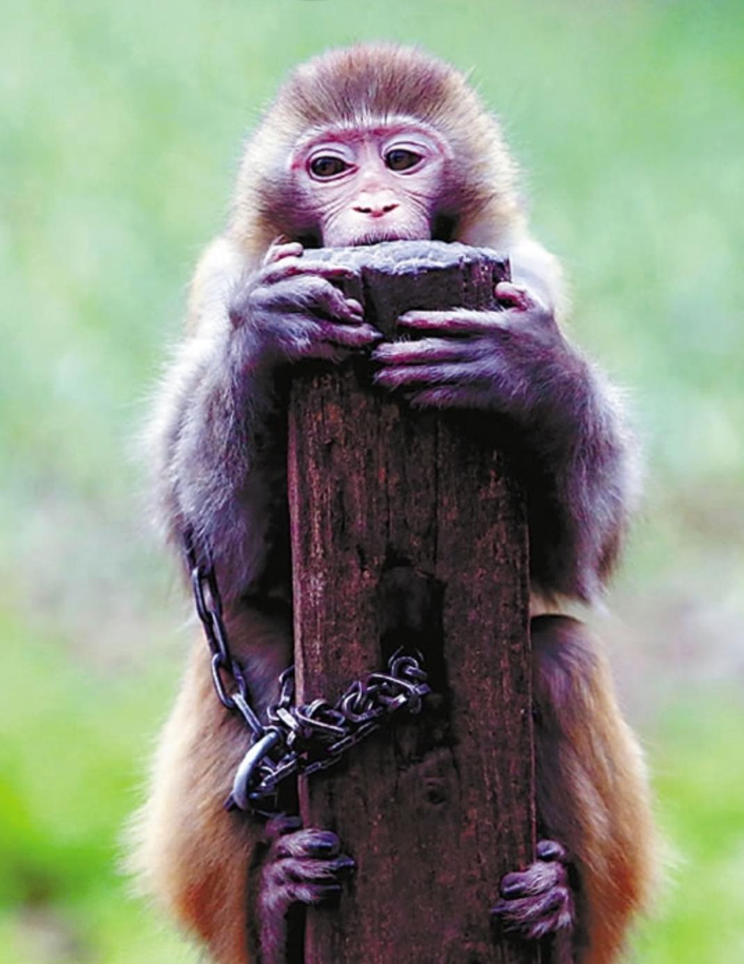 被铁链拴住的一生,被铁链绑住全身后逃脱