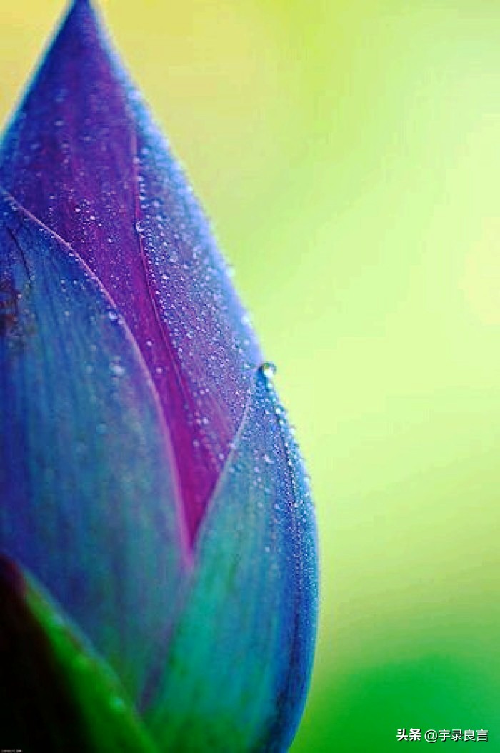 情感语录句句经典的说说,情感语录说说句句刺痛人心