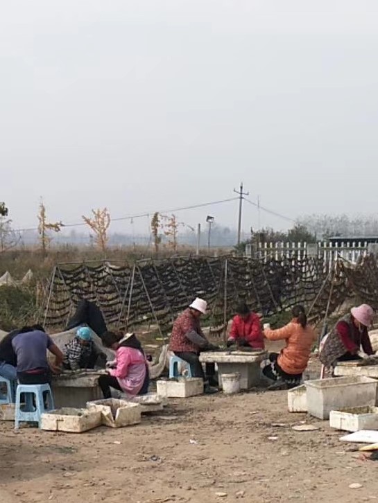 蚂蟥养殖创业,蚂蟥的养殖利润和成本