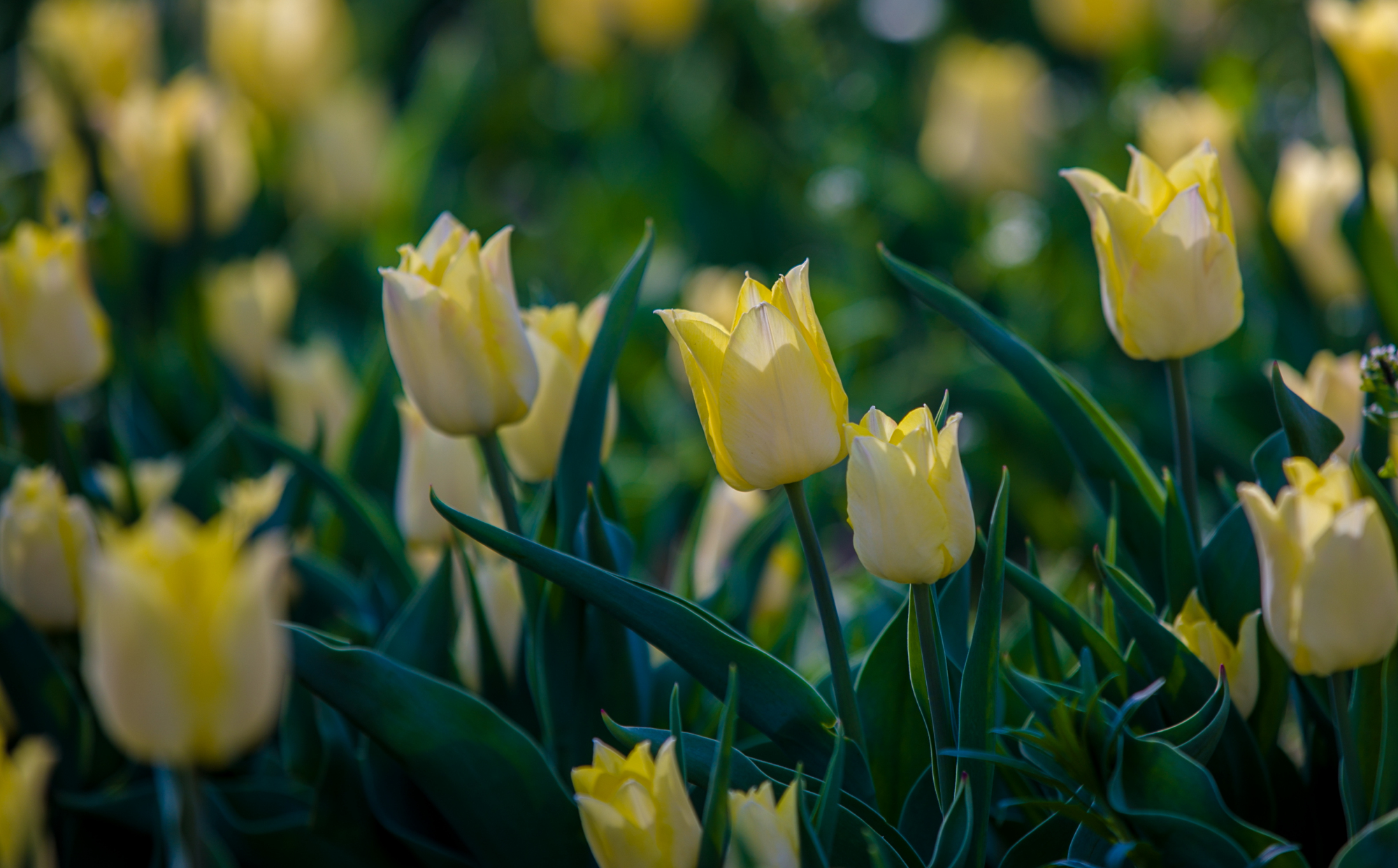郁金香济南哪里最好,济南万象城郁金香