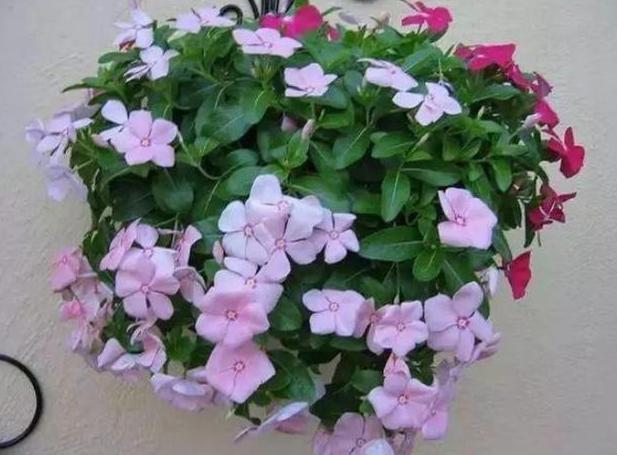 杀虫药大全及使用方法,常见10种杀虫配方