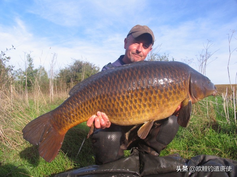 话说欧鲤钓最新消息,话说欧鲤钓鱼完整版
