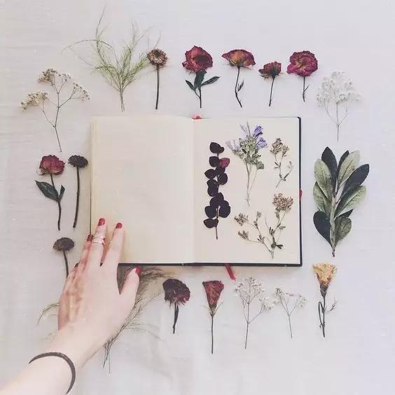 10个高颜值干花教程美爆了附教程,干花制作5朵花教程