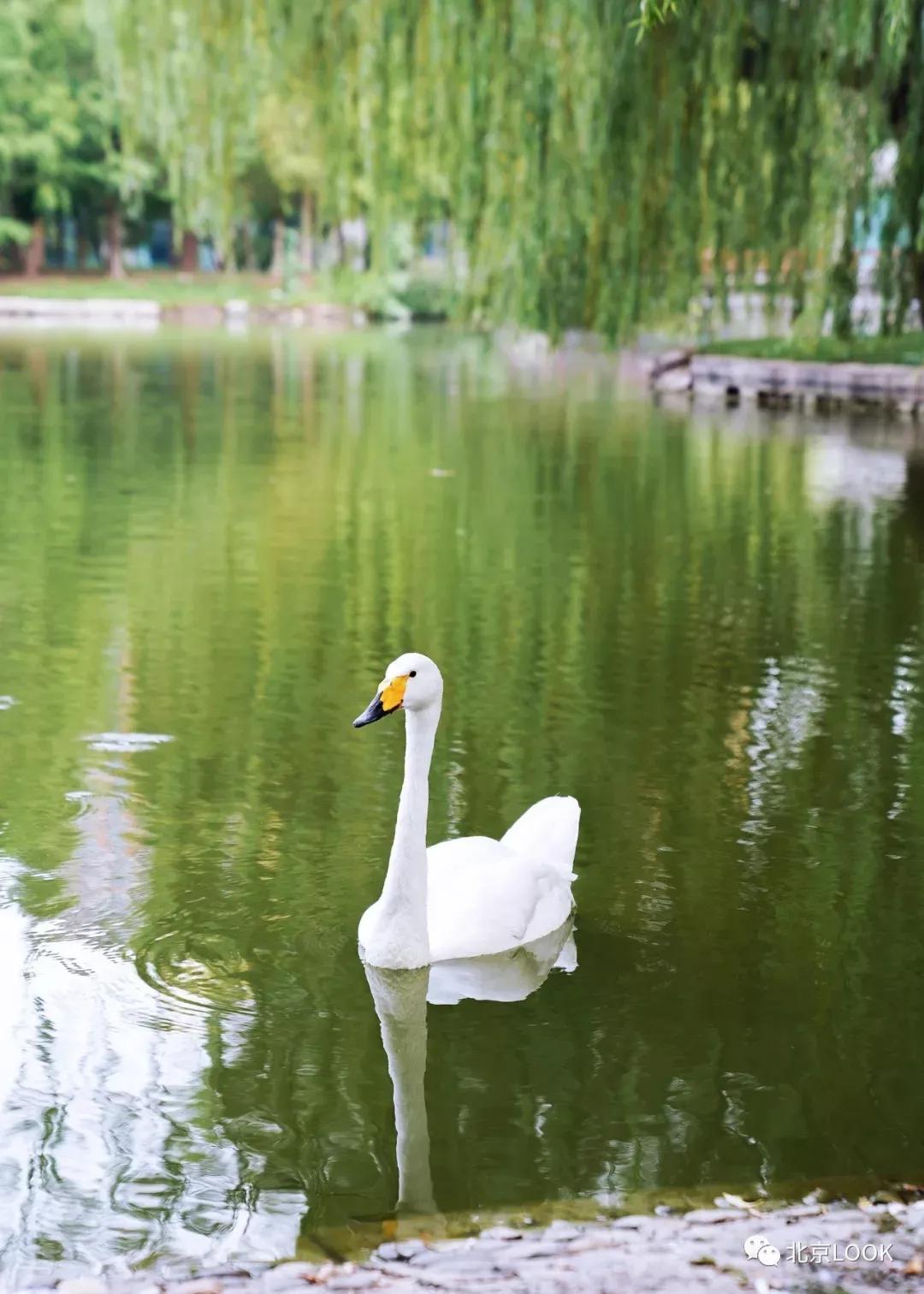 北京常见的动物有哪些,北京市郊常见动物