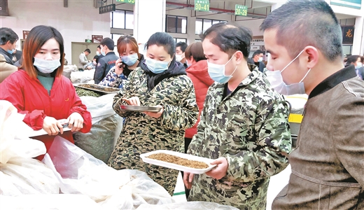 乡村振兴产业茶园,三江县万亩茶园