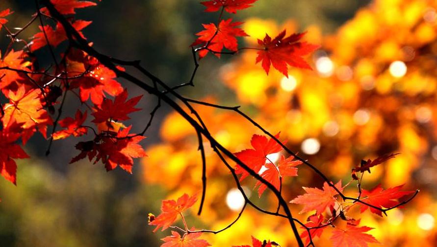 诗词吟诵《秋日》,秋日相思的古诗词