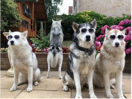 狗狗泪痕怎么处理最有效,狗狗眼睛周围有泪痕怎么去除