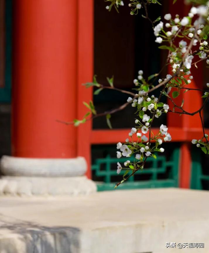 中秋莲花灯的由来,莲花灯的做法