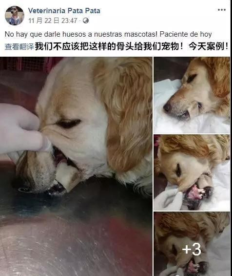 大金毛吃了鸡骨头吐了一点,大金毛吃骨头卡着会有什么症状