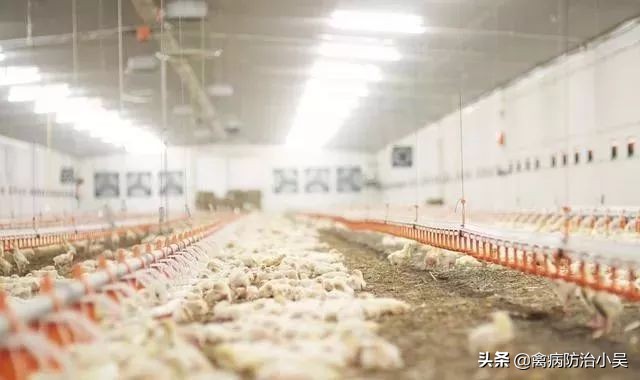 鸡子瘫痪腿软怎么治疗,鸡子腿软站不起来怎么办