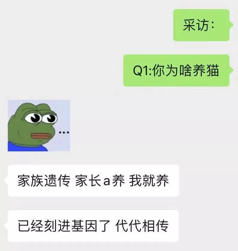 养猫的经历和收获,养猫的收获有哪些