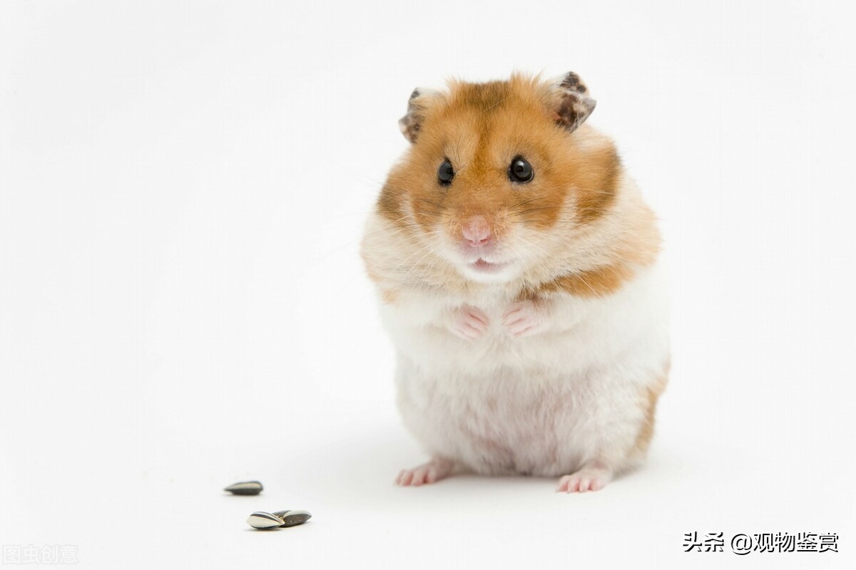如何辨别小仓鼠是老鼠还是仓鼠,仓鼠可爱的萌物