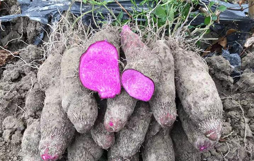 农业种植什么项目最有前景,农村十大低成本种植项目推荐