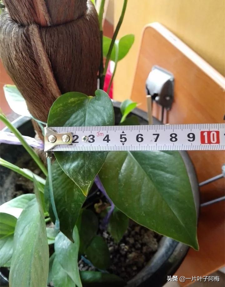 绿萝为什么叶子越来越小,绿萝为啥叶子越养越小