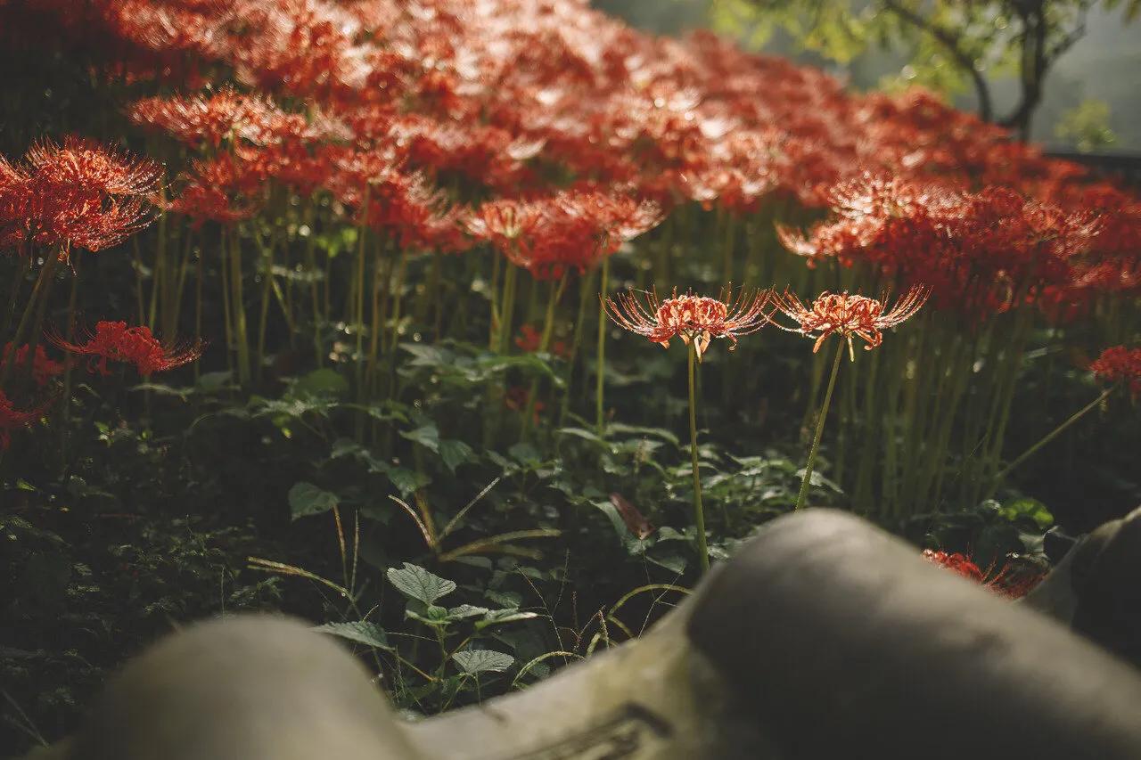 曼珠沙华花语,曼珠沙华花语英文