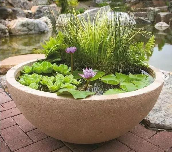 废桶旧盆里添水种花，10分钟成水景，细水长流富贵一生