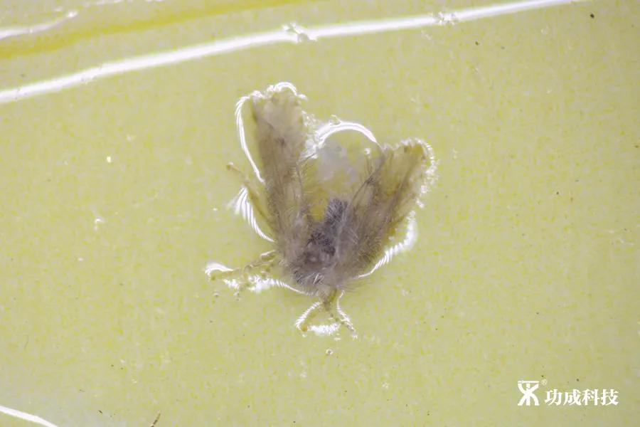 卫生间有小虫蛾蚋怎么治,卫生间出现蛾蚋怎么处理