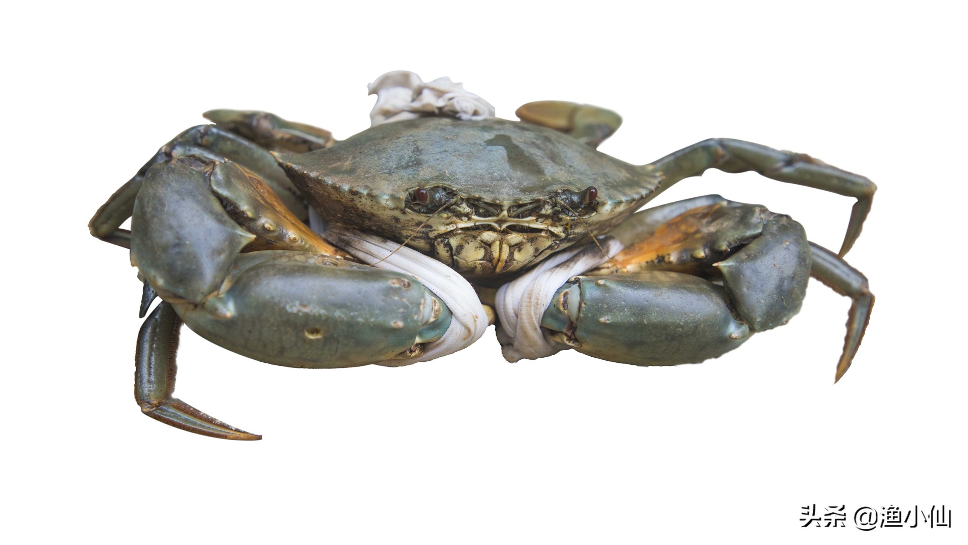 吃螃蟹是吃蟹黄还是蟹膏好,螃蟹的蟹黄和蟹膏是什么