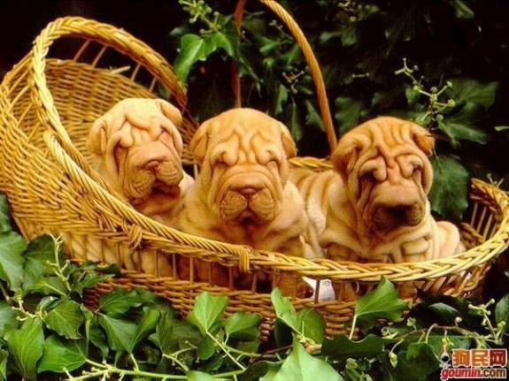 狗狗大全,送给喜欢狗的人）