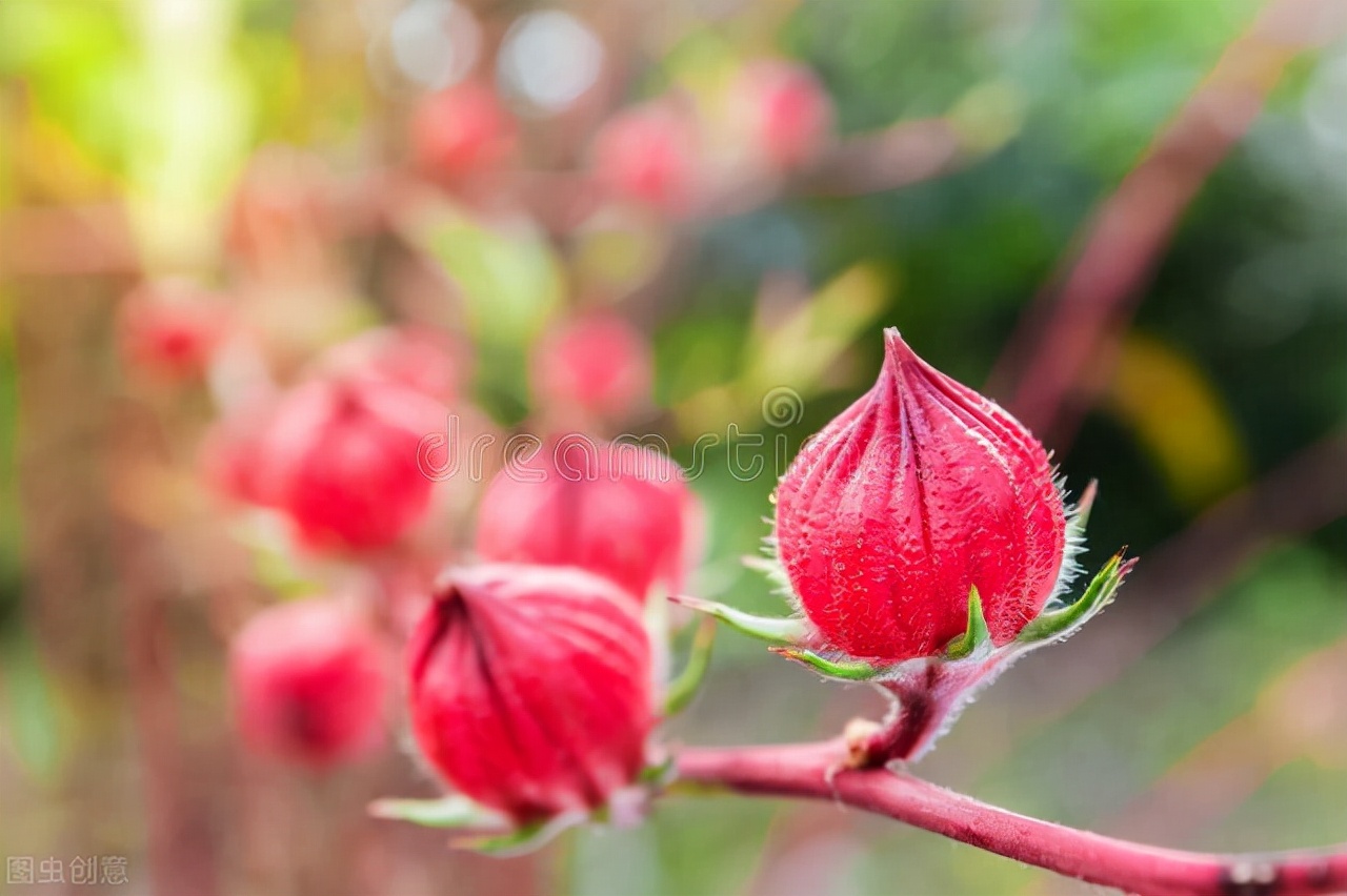 11种带花的菜,111种美食