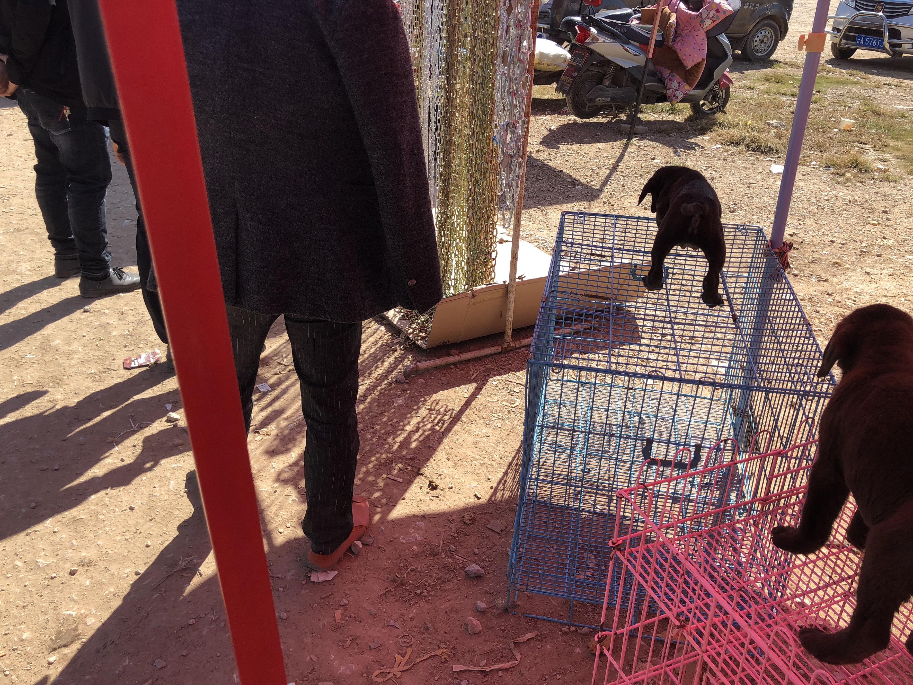 拉布拉多狗市买什么,去狗市买拉布拉多需要注意什么