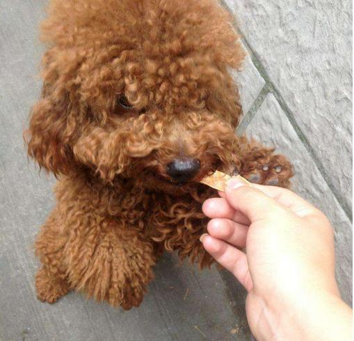 泰迪犬长寿,泰迪犬怎么养才能长寿